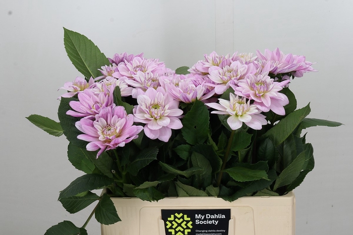 Dahlia Sweet Suprise