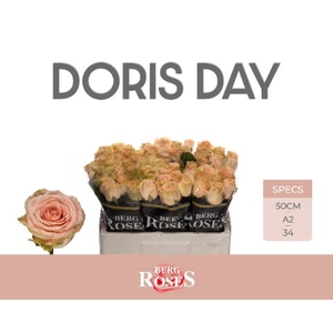 R Gr Doris Day A2