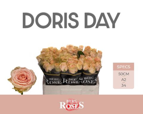 <h4>R Gr Doris Day A2</h4>