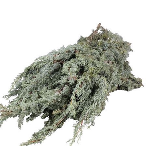 CYPRESS