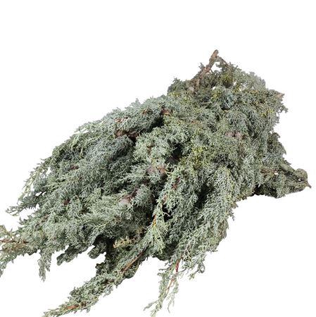 <h4>CYPRESS</h4>