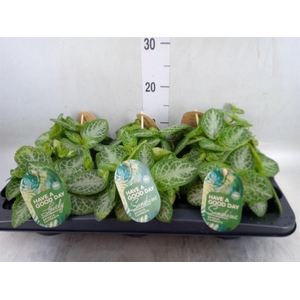 Episcia cupreata 'Minty Imp'