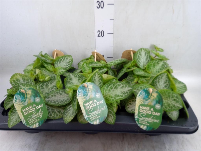 <h4>Episcia cupreata 'Minty Imp'</h4>