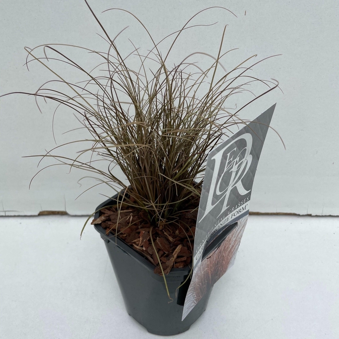 <h4>Graminées Carex 'Bronze Form'</h4>