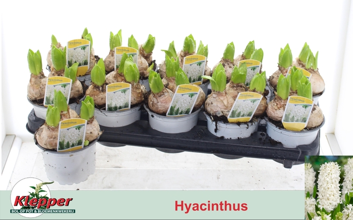 <h4>HYACIN WHITE PEARL</h4>