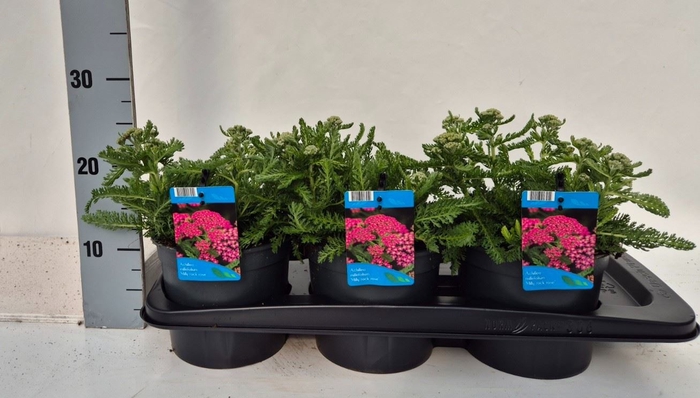 <h4>Achillea millef.</h4>