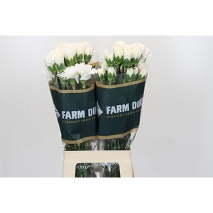 Dianthus St Moonlight