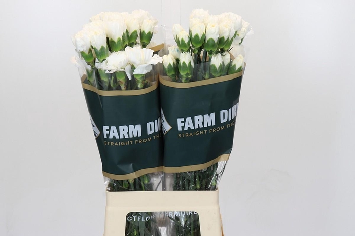 <h4>Dianthus St Moonlight</h4>