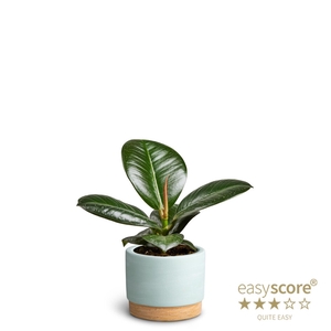 FICUS ELASTICA P7