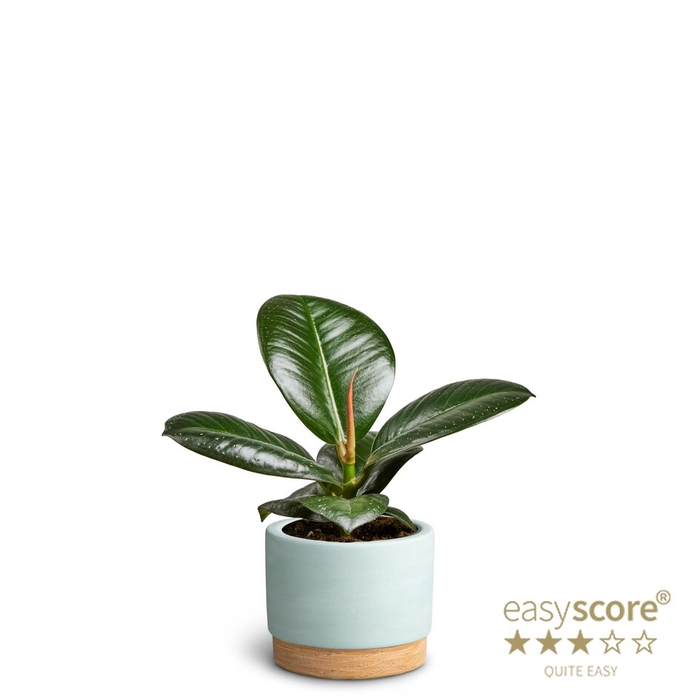 <h4>FICUS ELASTICA P7</h4>