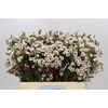 Chamelaucium Moonlight Delight