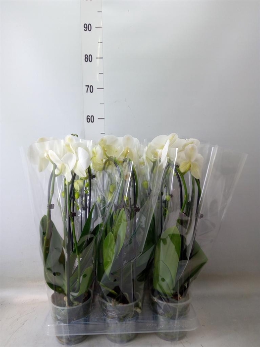 <h4>Phalaenopsis 'Elegant Cascade'</h4>