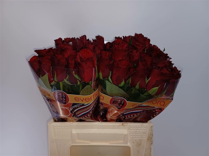 <h4>R GR EXPLORER</h4>