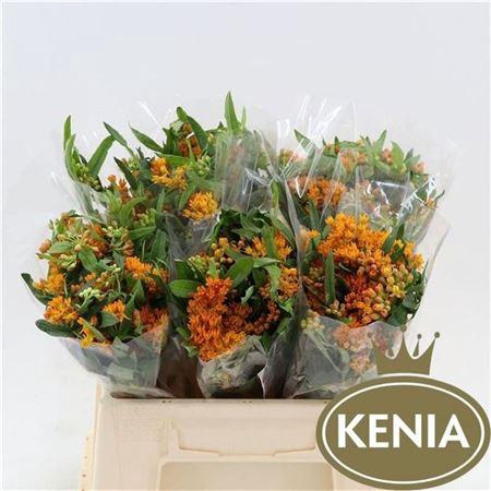 <h4>ASCL TUBEROSA</h4>