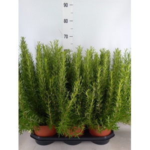 Rosmarinus officinalis   ...