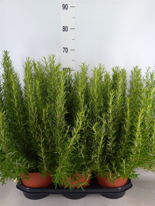 <h4>Rosmarinus officinalis   ...</h4>