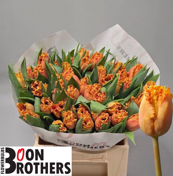 <h4>TU FR DUTCHING</h4>