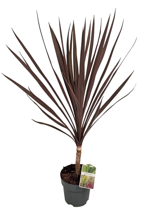 <h4>CORD AUS RED STAR</h4>