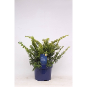 Taxus Baccata Summergold