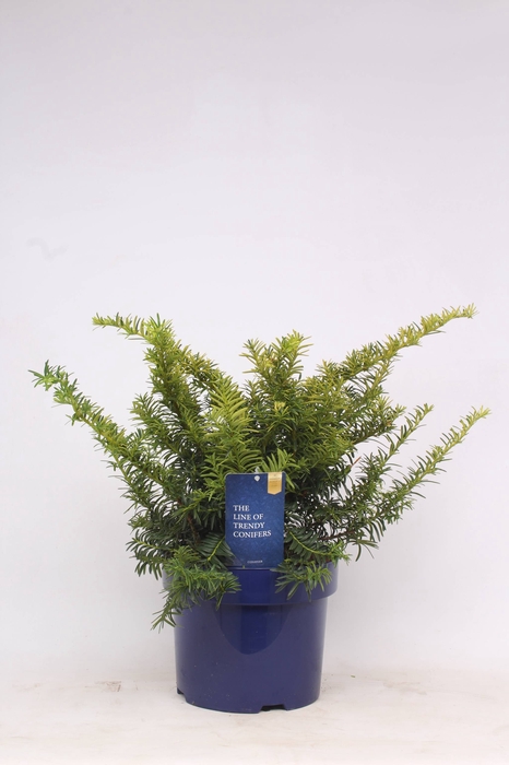 <h4>Taxus Baccata Summergold</h4>