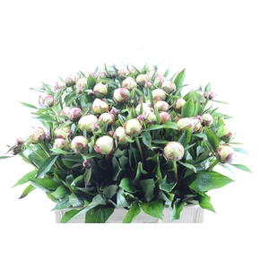 Paeonia L Flor Nicholls