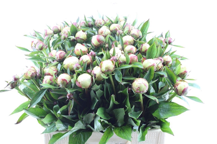 <h4>Paeonia L Flor Nicholls</h4>