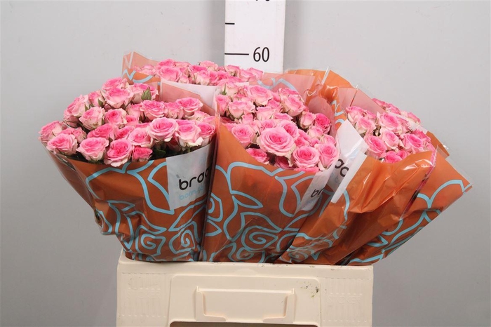 <h4>R Tr Tralala</h4>