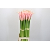 Zantedeschia Eydolls Salmon