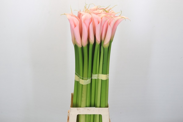 Zantedeschia Eydolls Salmon