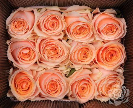 <h4>R Gr Felicity</h4>