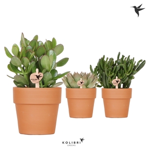 Kolibri Greens Succulenten mix in Terracotta pot