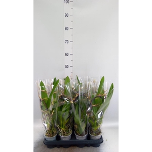Bratonia  'Toscane'