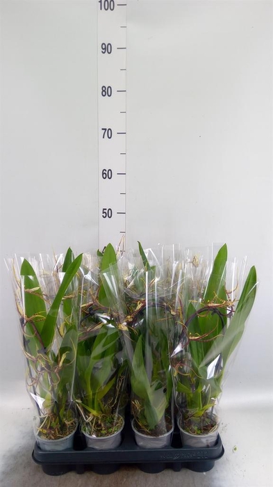 <h4>Bratonia  'Toscane'</h4>