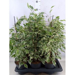 Ficus benja. 'Twilight'