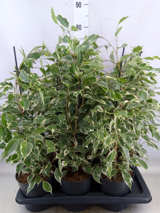<h4>Ficus benja. 'Twilight'</h4>