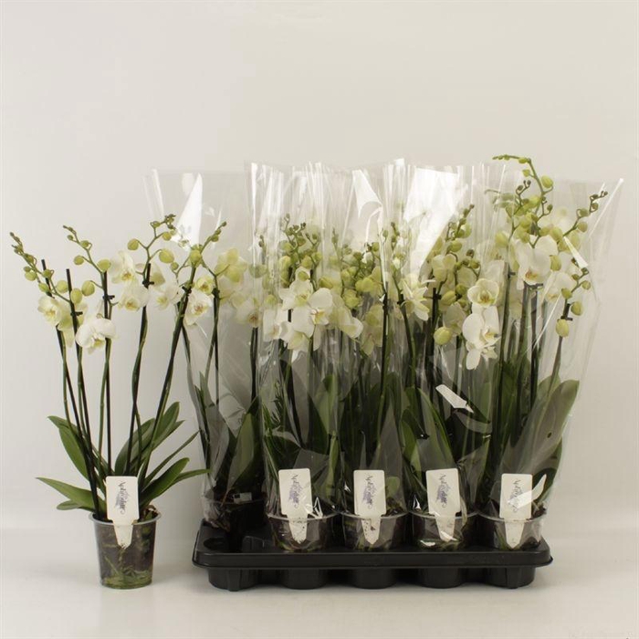 <h4>PHAL OV WIT</h4>