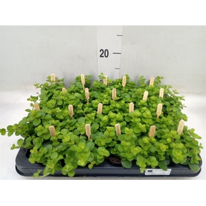 Peperomia rotundifolia