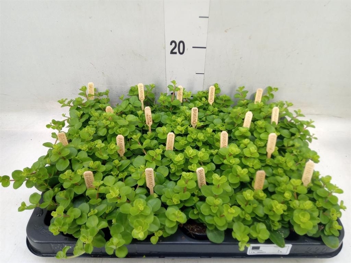 <h4>Peperomia rotundifolia</h4>