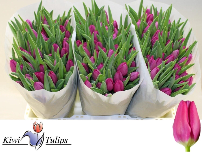 <h4>TU EN PINK ARDOUR</h4>