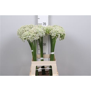 Allium Nigrum
