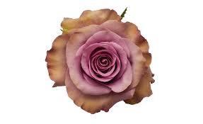 <h4>R GR GOVINDA</h4>