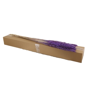 DF Pampas Silvy Milka
