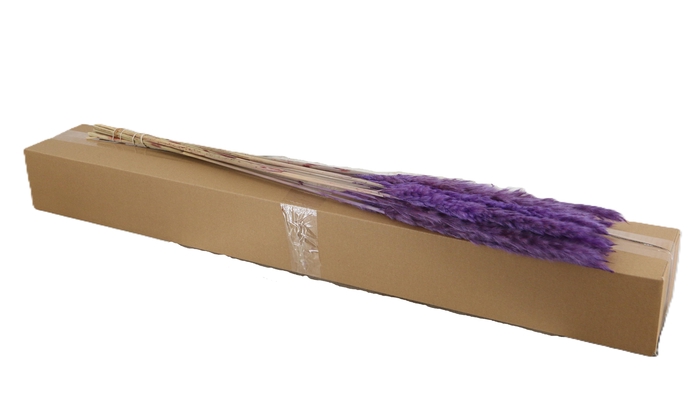 <h4>DF Pampas Silvy Milka</h4>