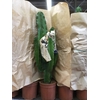 Euphorbia overig