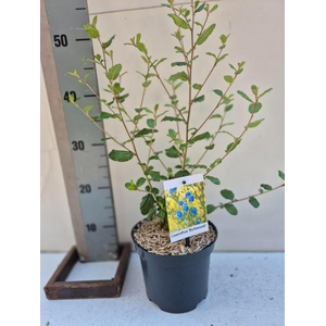Ceanothus Burkwoodii