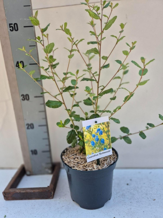 <h4>Ceanothus Burkwoodii</h4>