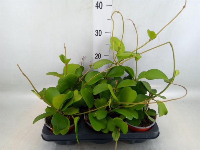 <h4>Hoya kerrii</h4>