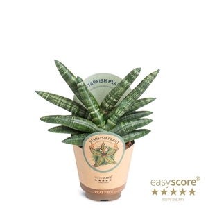 SANSEVIERIA BONCELLENSIS p9 starfish paper