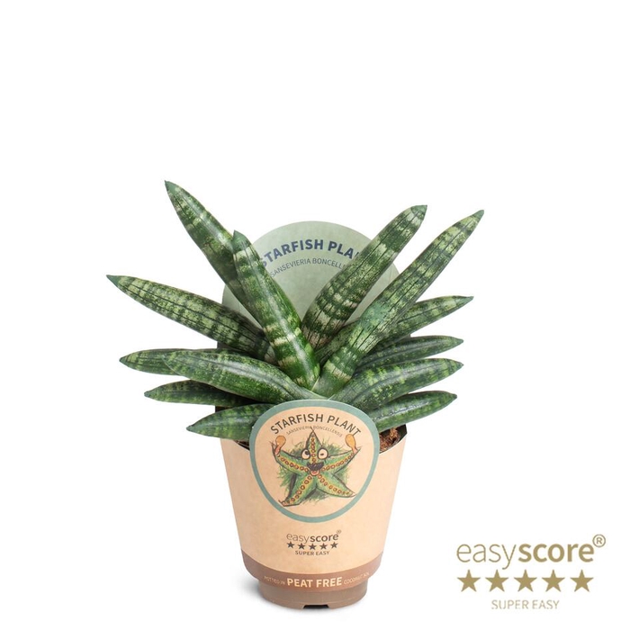 <h4>SANSEVIERIA BONCELLENSIS p9 starfish paper</h4>