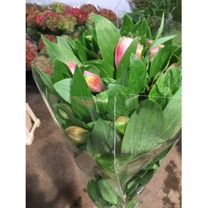 ALSTROEMERIA GEMENGD IN DE FUST